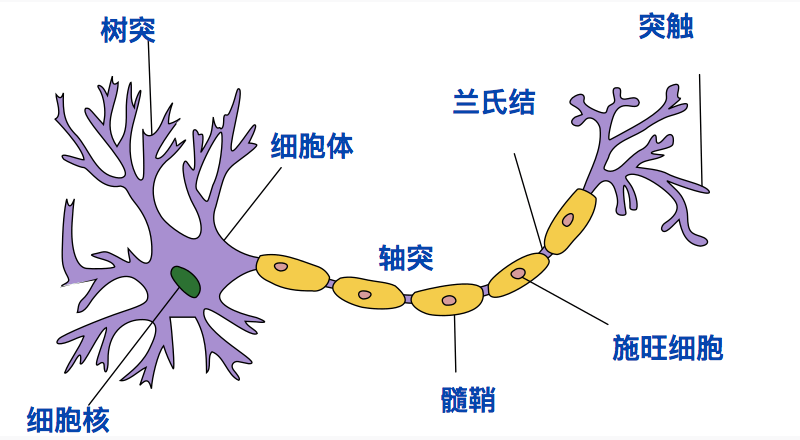 myelin-3